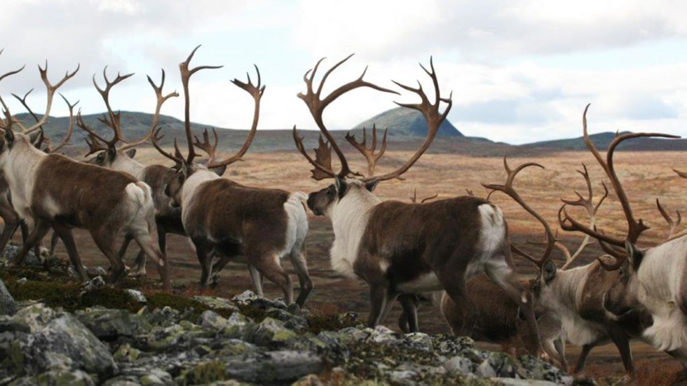 Villrein - Rondane Og Dovre Nasjonalparker